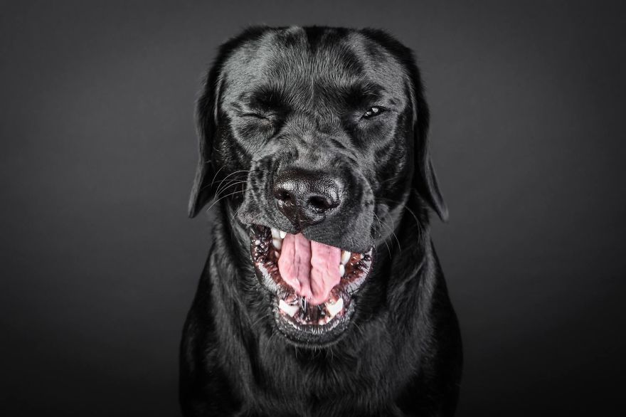 Beautiful And Amusing Dog Portraits By Rolf Flor 1