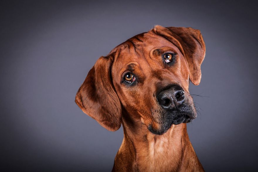 Beautiful And Amusing Dog Portraits By Rolf Flor 11