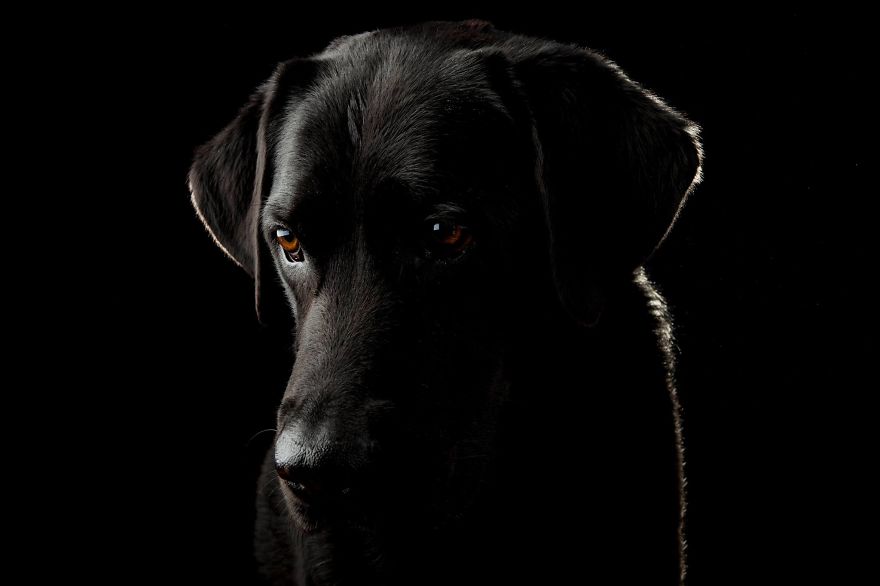 Beautiful And Amusing Dog Portraits By Rolf Flor 13
