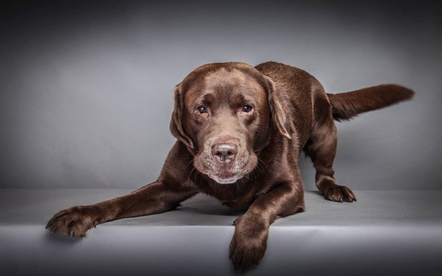 Beautiful And Amusing Dog Portraits By Rolf Flor 14