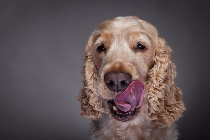 Beautiful And Amusing Dog Portraits By Rolf Flor 15