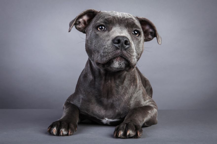 Beautiful And Amusing Dog Portraits By Rolf Flor 16