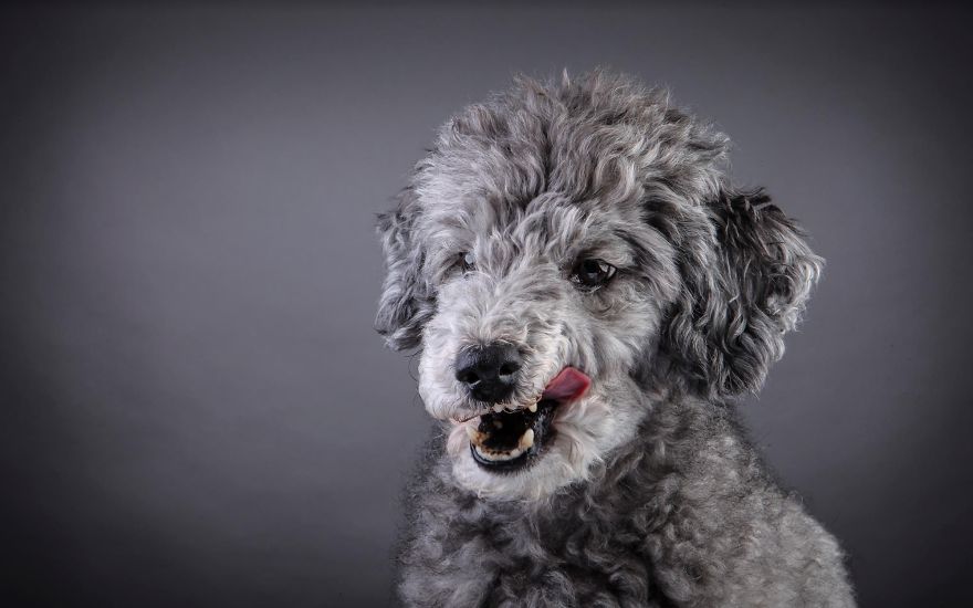 Beautiful And Amusing Dog Portraits By Rolf Flor 17