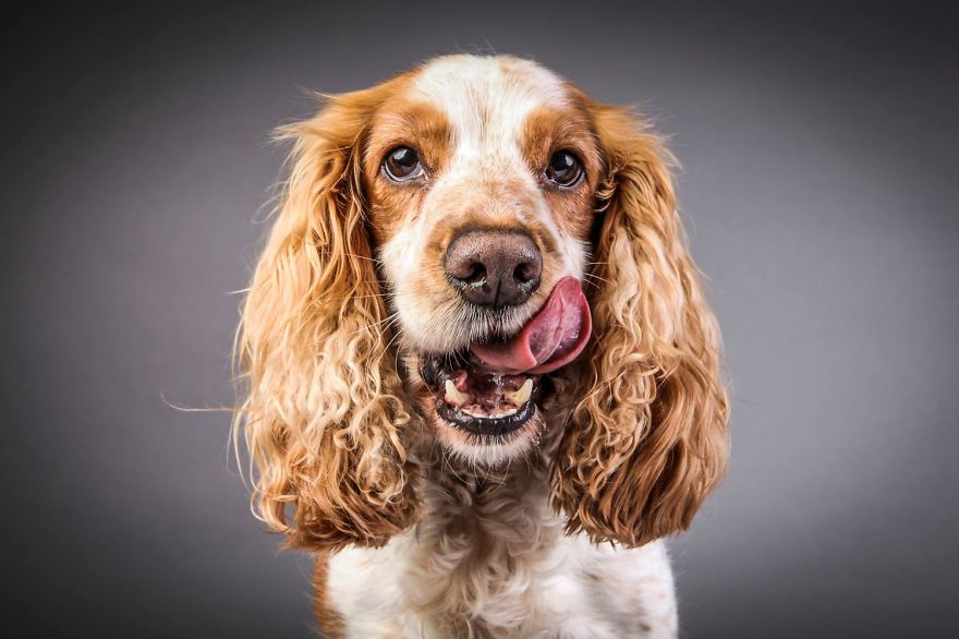 Beautiful And Amusing Dog Portraits By Rolf Flor 20