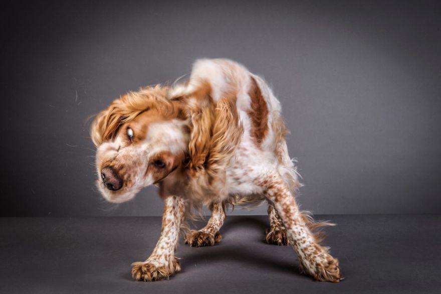 Beautiful And Amusing Dog Portraits By Rolf Flor 21