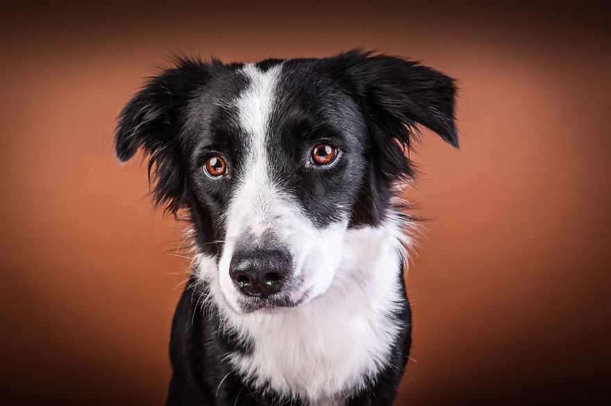 Beautiful And Amusing Dog Portraits By Rolf Flor 22