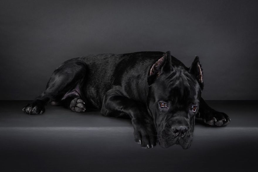 Beautiful And Amusing Dog Portraits By Rolf Flor 23