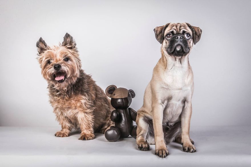 Beautiful And Amusing Dog Portraits By Rolf Flor 24
