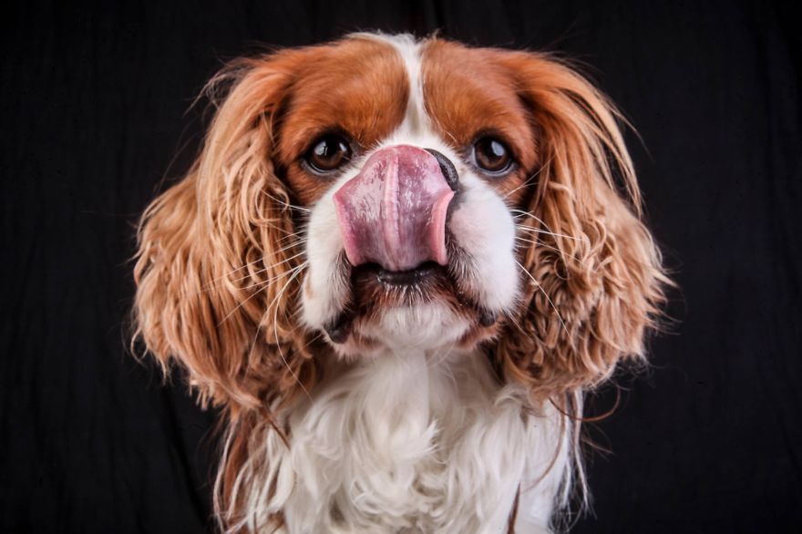 Beautiful And Amusing Dog Portraits By Rolf Flor 26