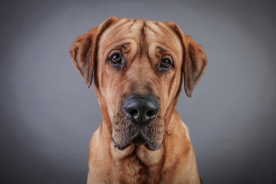 Beautiful And Amusing Dog Portraits By Rolf Flor 27