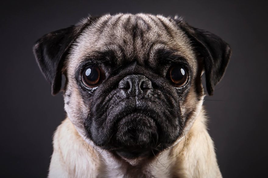 Beautiful And Amusing Dog Portraits By Rolf Flor 30