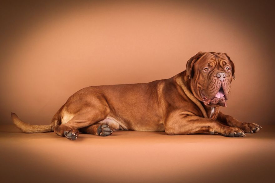 Beautiful And Amusing Dog Portraits By Rolf Flor 5