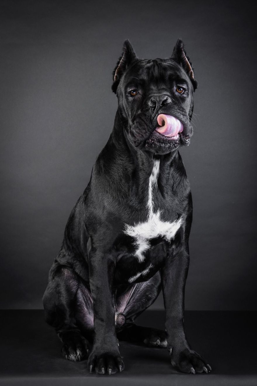 Beautiful And Amusing Dog Portraits By Rolf Flor 6