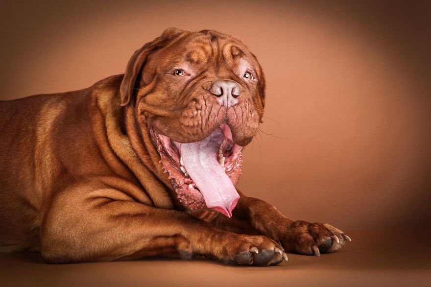 Beautiful And Amusing Dog Portraits By Rolf Flor 8