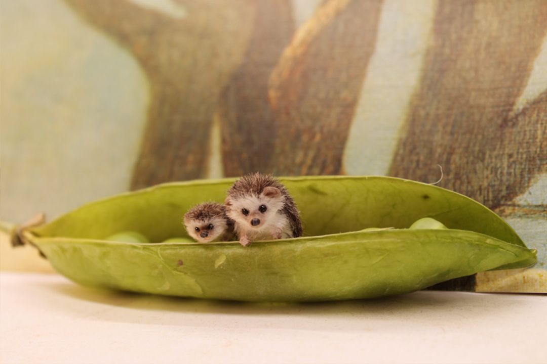 Enchanting Miniature Animal Sculptures By Katie Doka 9