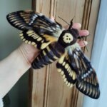 Stunningly realistic needle-felted moths by Stella Collins