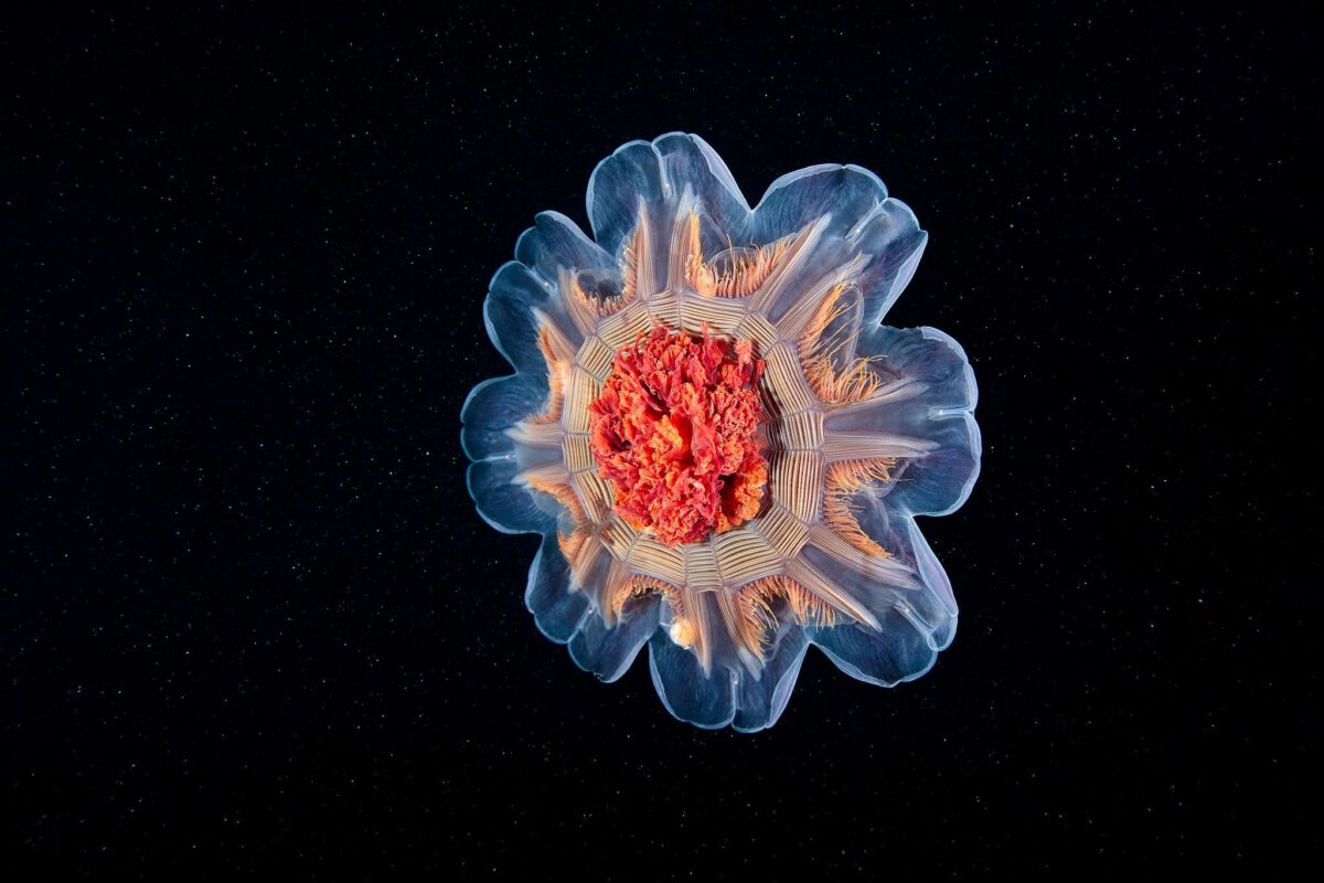 Ocean Exploration Incredible Marine Creatures Captured By The Lens Of Alexander Semenov 17
