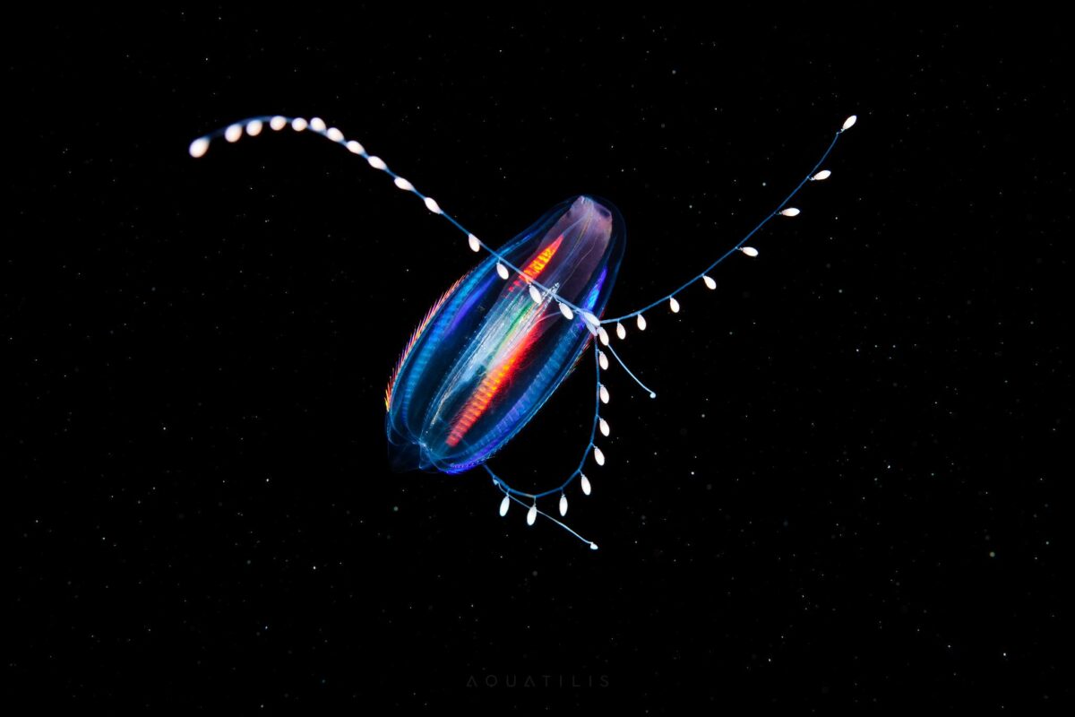 Ocean Exploration Incredible Marine Creatures Captured By The Lens Of Alexander Semenov 6