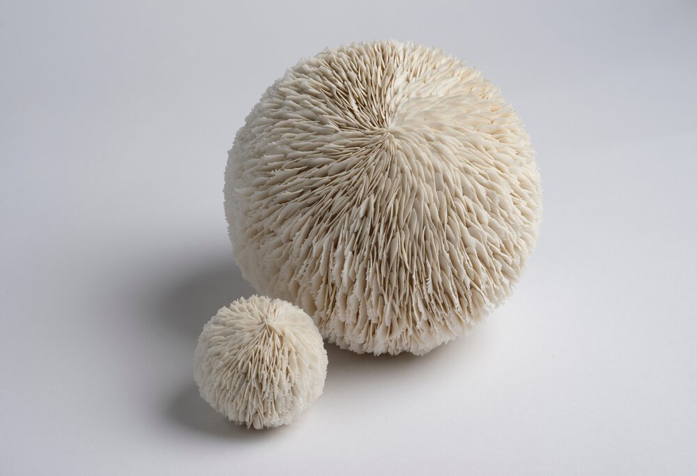 Delicate Bloom And Petal Based Ceramic Sculptures By Jennifer Hickey 10
