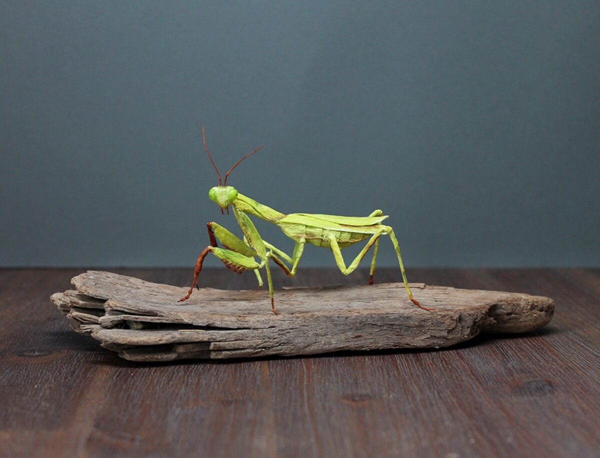 Life Like Paper Sculptures Of Animals And Plants By Tina Kraus 12