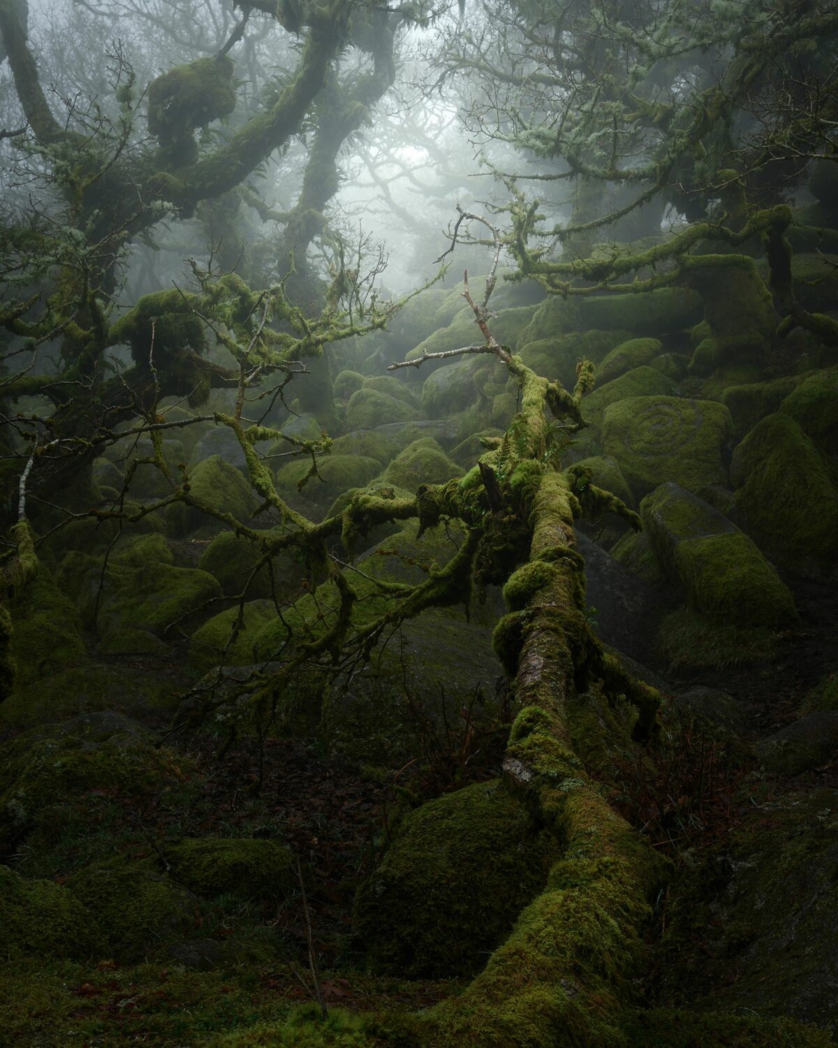 Mystical Enchanting Photography Series Of Mossy And Foggy Forests By Neil Burnell 1