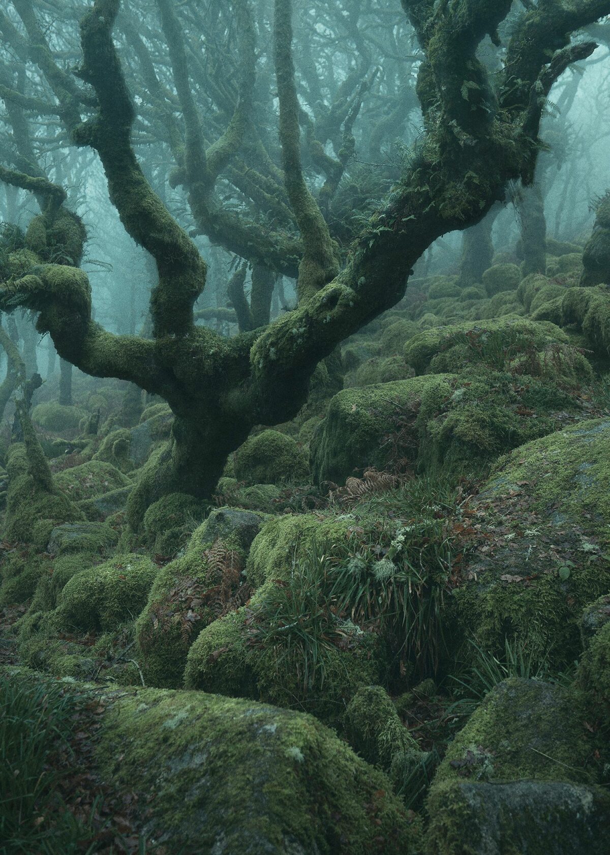 Mystical Enchanting Photography Series Of Mossy And Foggy Forests By Neil Burnell 10