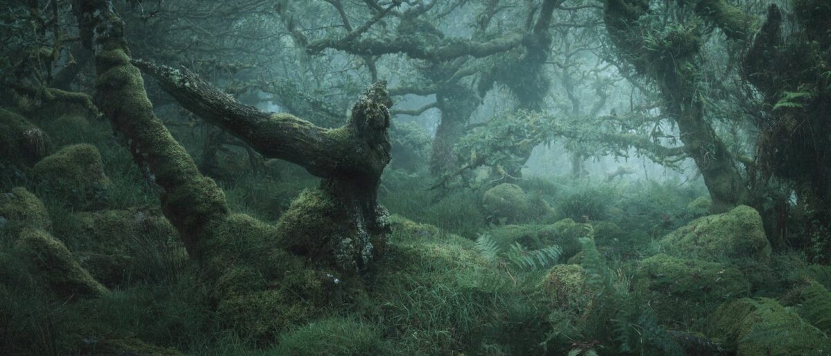 Mystical Enchanting Photography Series Of Mossy And Foggy Forests By Neil Burnell 11