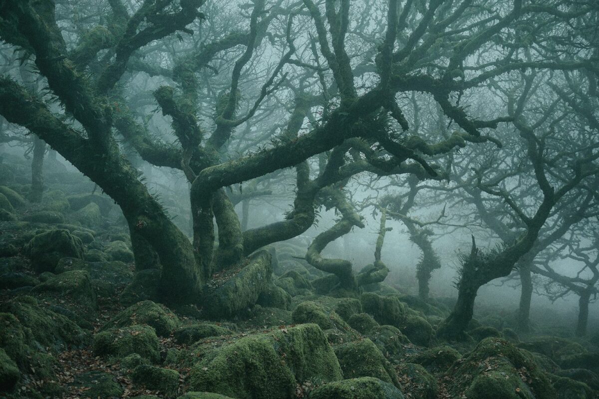 Mystical Enchanting Photography Series Of Mossy And Foggy Forests By Neil Burnell 12