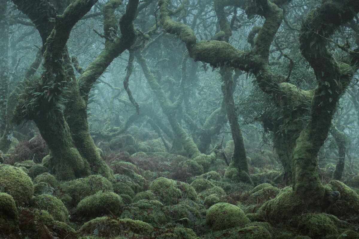 Mystical Enchanting Photography Series Of Mossy And Foggy Forests By Neil Burnell 13