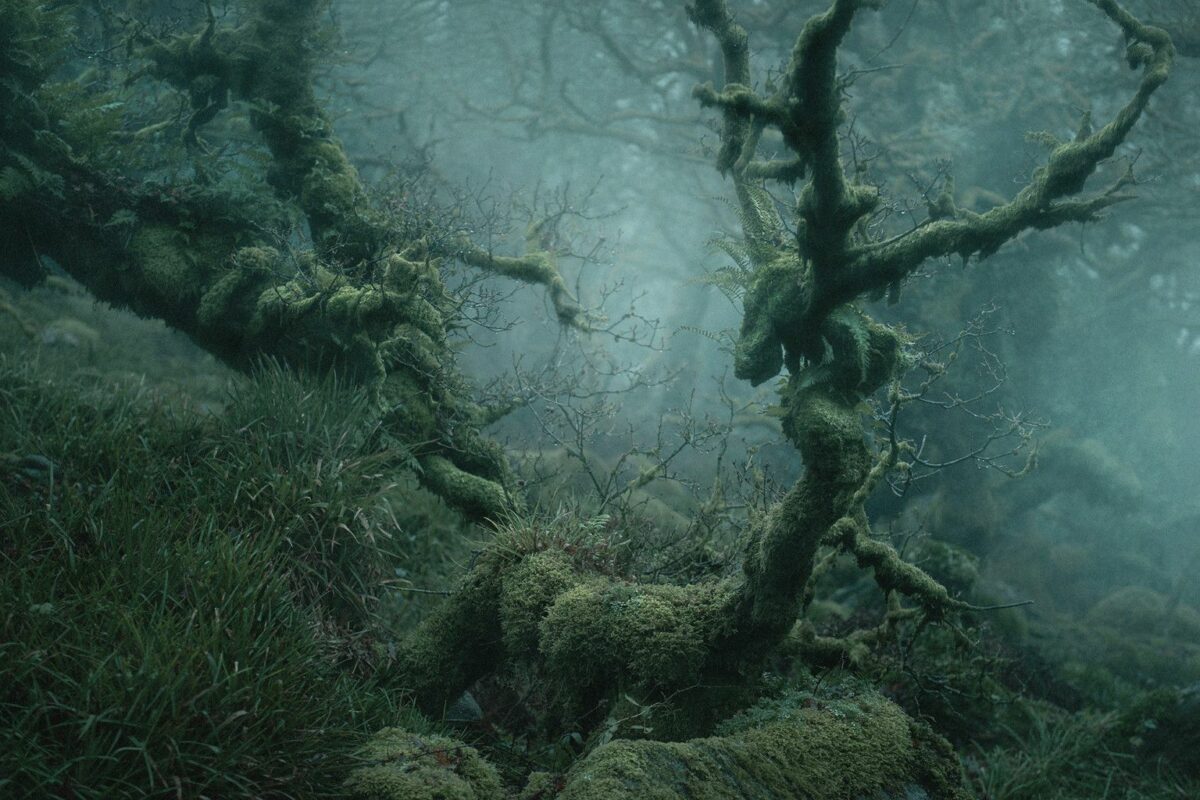 Mystical Enchanting Photography Series Of Mossy And Foggy Forests By Neil Burnell 14