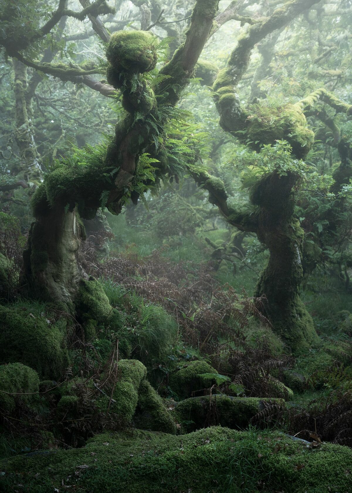 Mystical Enchanting Photography Series Of Mossy And Foggy Forests By Neil Burnell 2