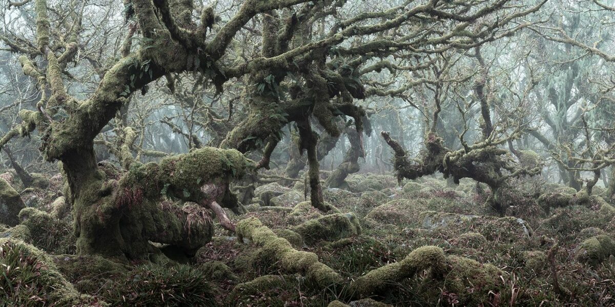 Mystical Enchanting Photography Series Of Mossy And Foggy Forests By Neil Burnell 3