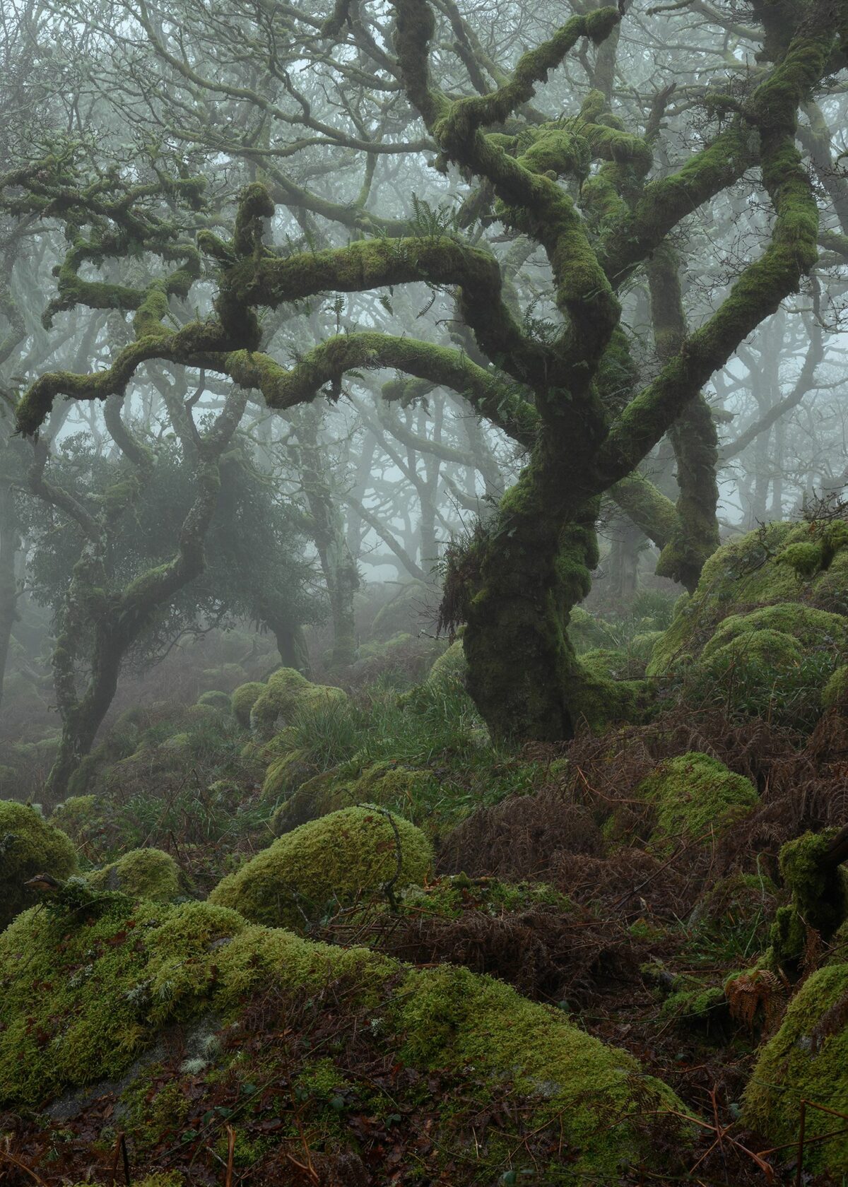 Mystical Enchanting Photography Series Of Mossy And Foggy Forests By Neil Burnell 4