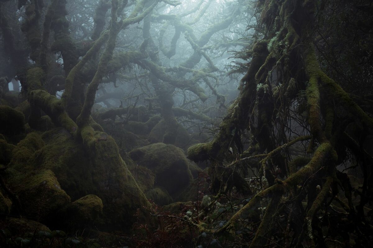 Mystical Enchanting Photography Series Of Mossy And Foggy Forests By Neil Burnell 5