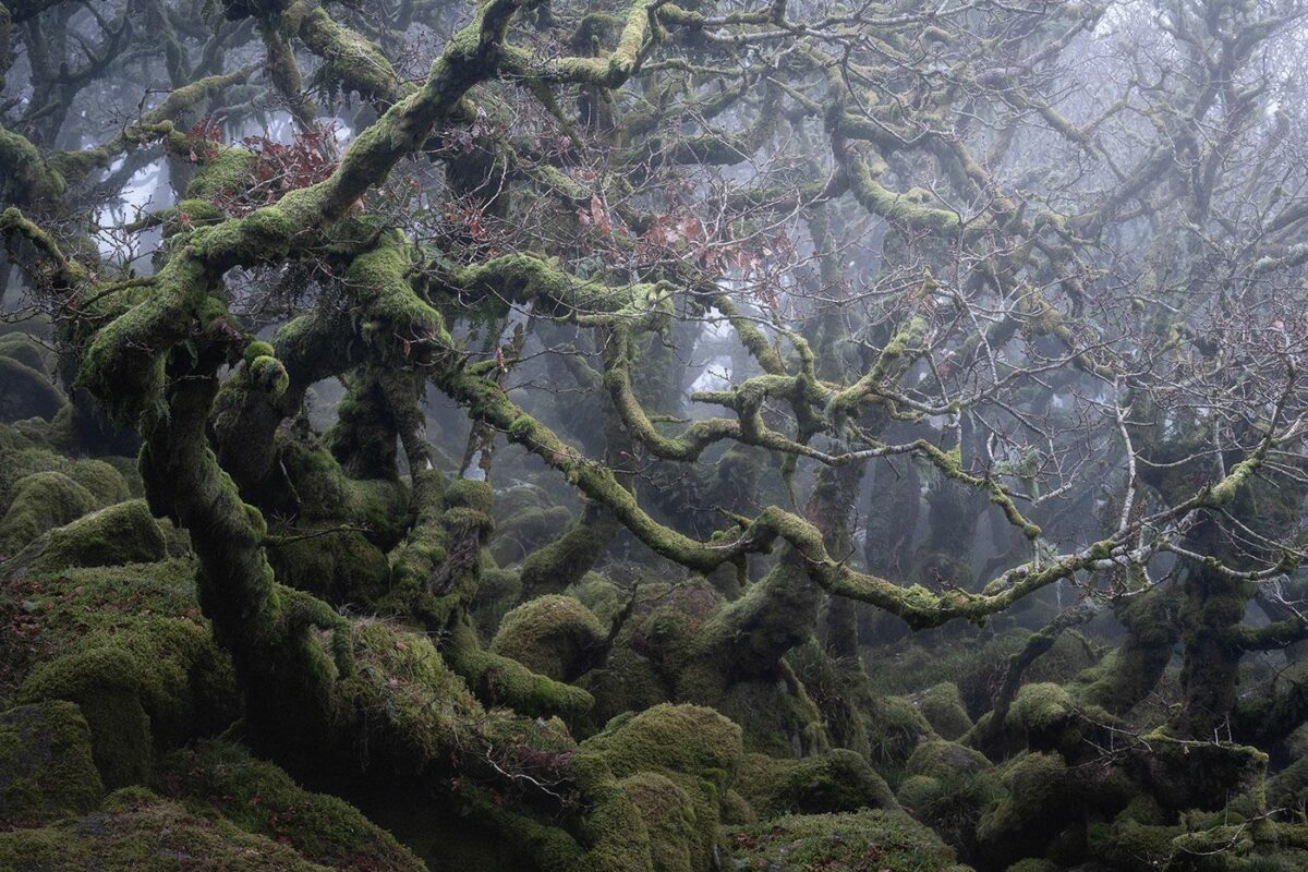 Mystical Enchanting Photography Series Of Mossy And Foggy Forests By Neil Burnell 7