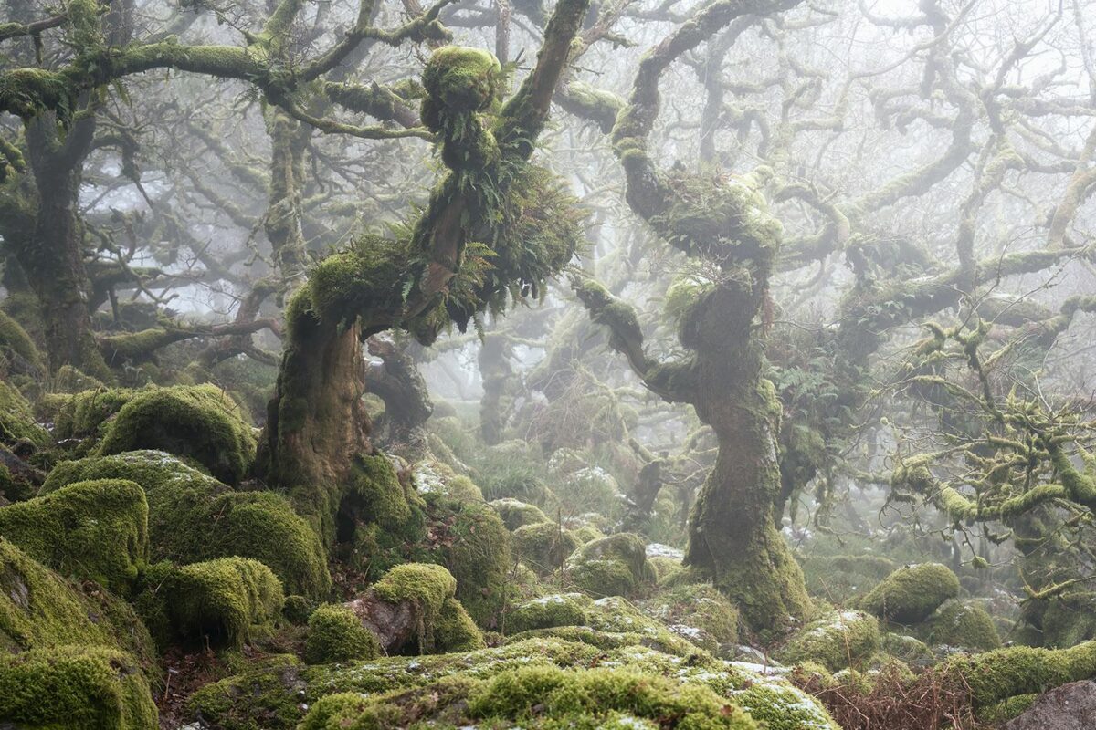 Mystical Enchanting Photography Series Of Mossy And Foggy Forests By Neil Burnell 8