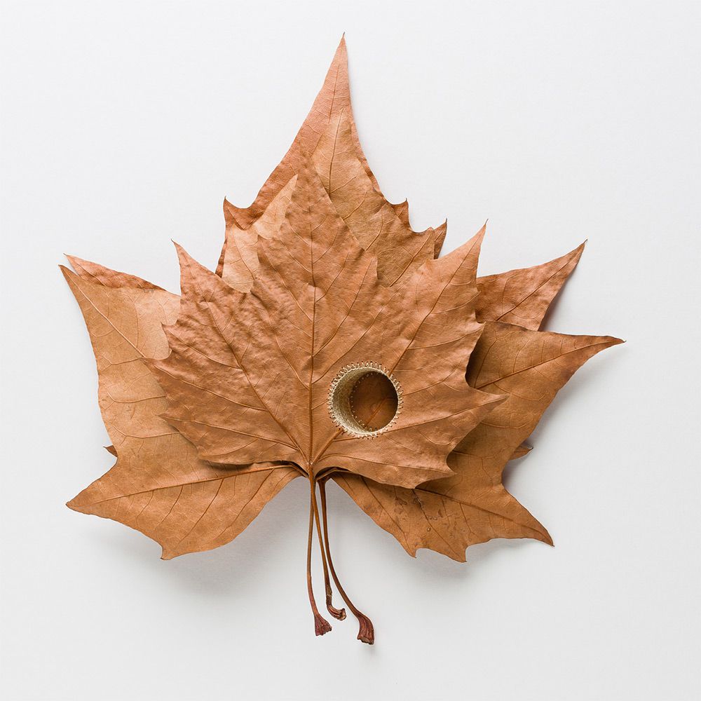 Beautiful Sculptures Of Dried Leaves Crocheted Delicate Patterns By Susanna Bauer 1