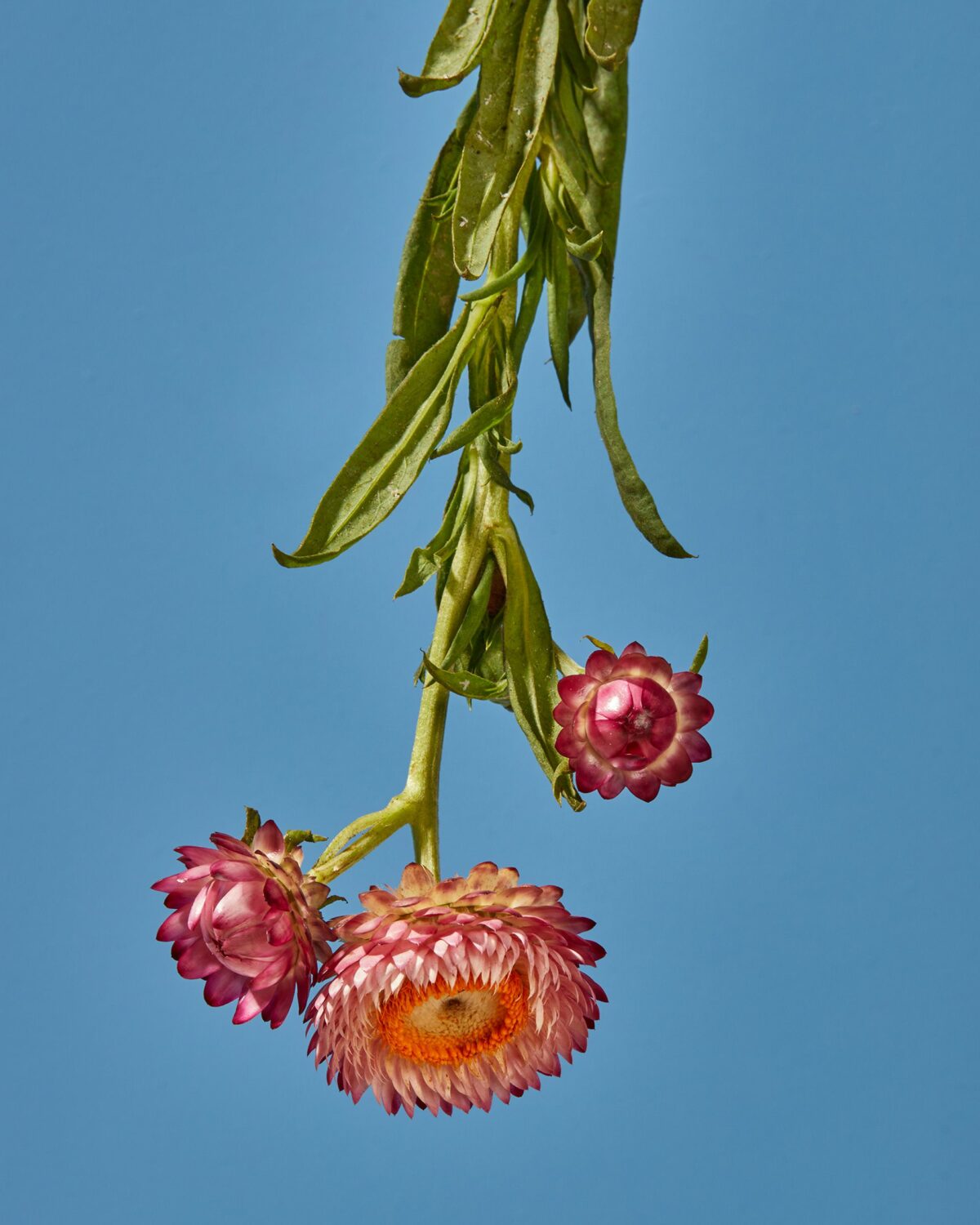Upside Down Nature Superb Flower Photography Series By Magali Polverino And Pato Katz 3