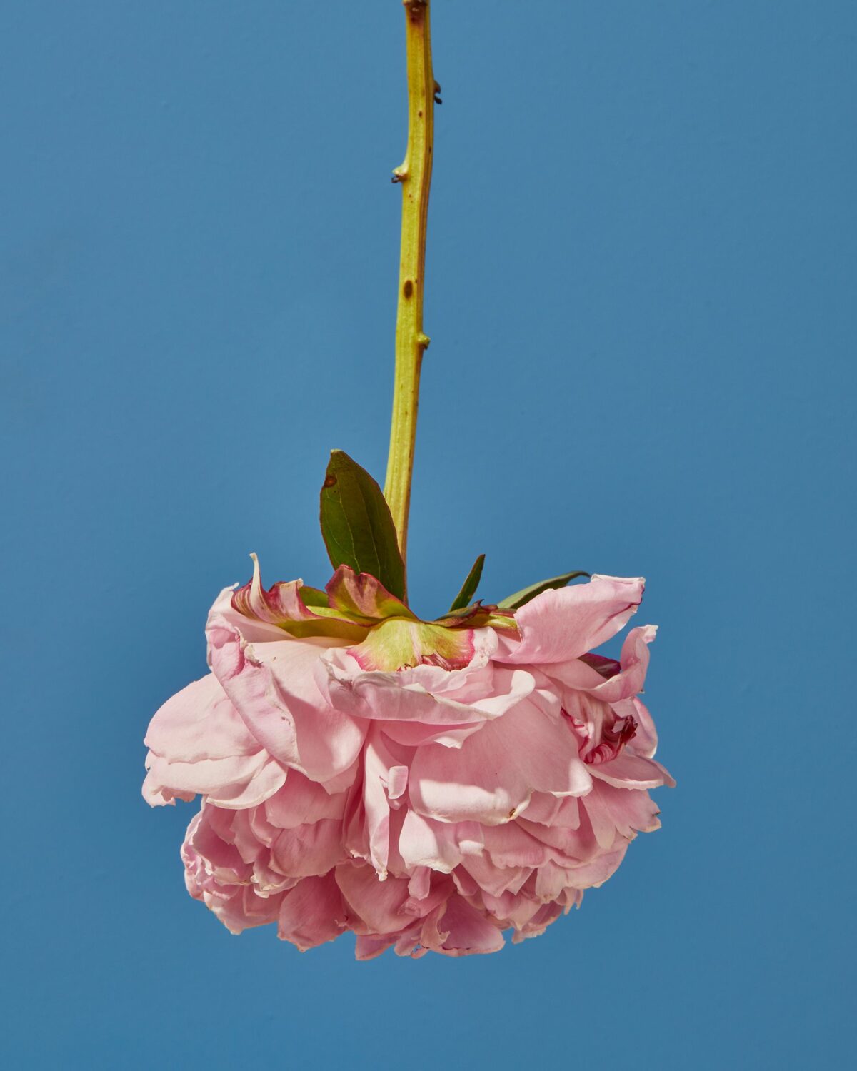 Upside Down Nature Superb Flower Photography Series By Magali Polverino And Pato Katz 5
