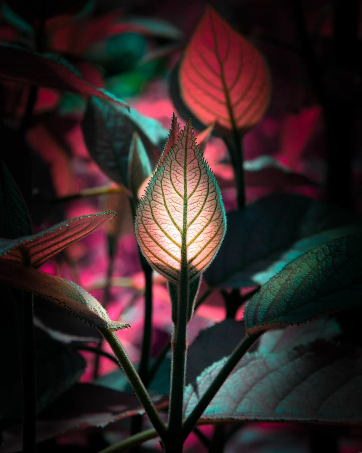 Variegation An Eye Catching Plant Photography Series By Tom Leighton 4