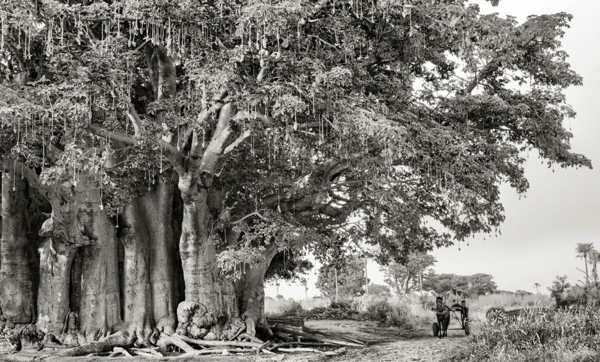 Ancient Baobabs A Stunning Photography Series Of Baobabs By Beth Moon 1