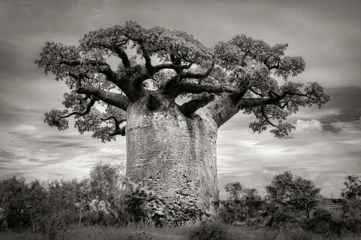 Ancient Baobabs A Stunning Photography Series Of Baobabs By Beth Moon 2