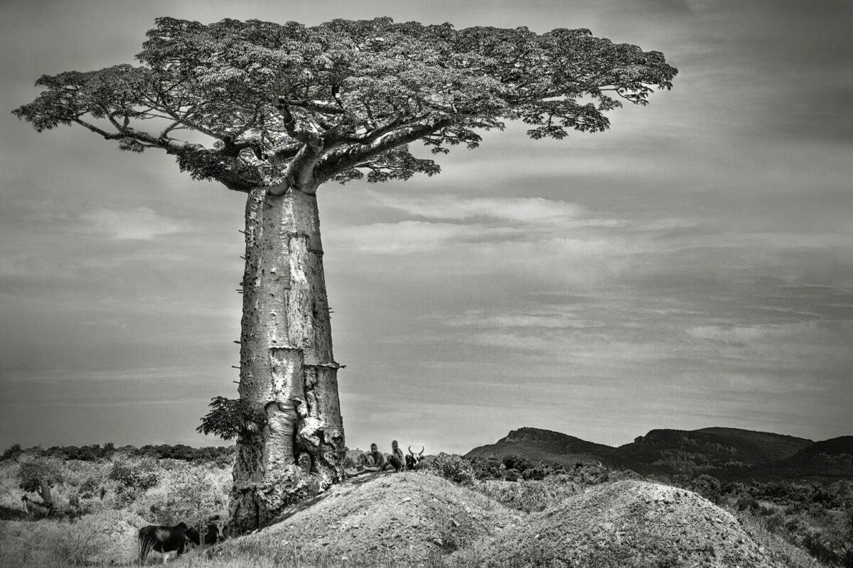 Ancient Baobabs A Stunning Photography Series Of Baobabs By Beth Moon 3