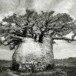 Ancient Baobabs: a stunning photography series by Beth Moon