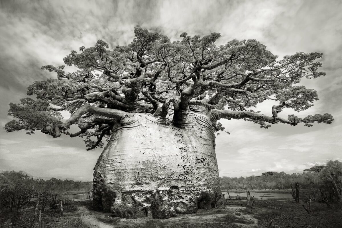 Ancient Baobabs A Stunning Photography Series Of Baobabs By Beth Moon 5