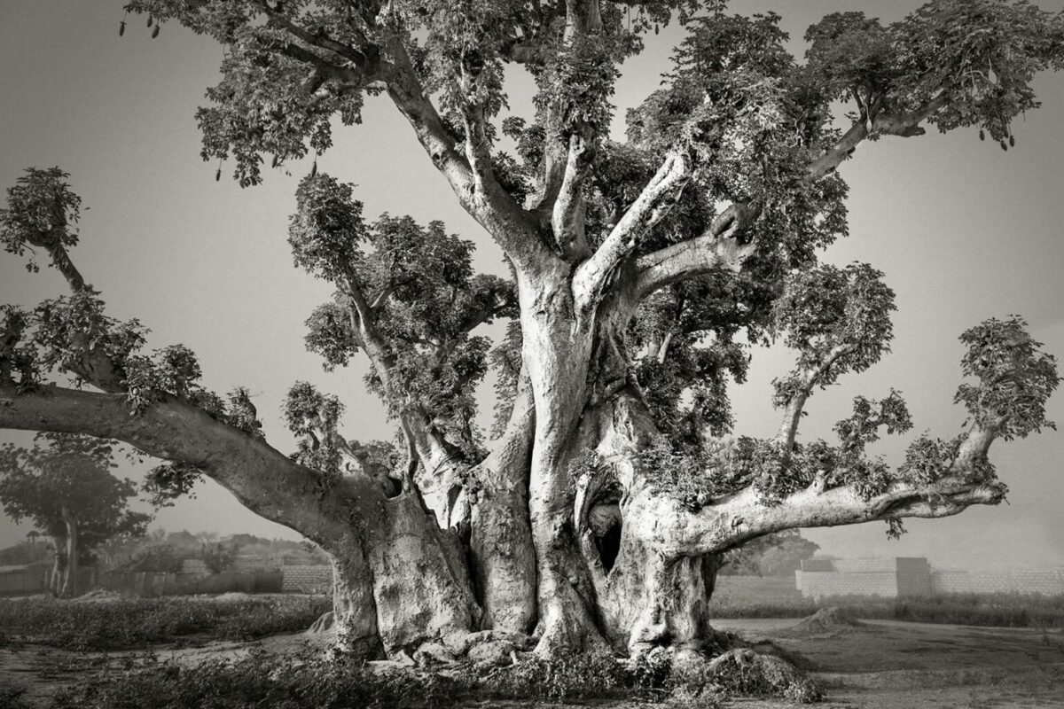 Ancient Baobabs A Stunning Photography Series Of Baobabs By Beth Moon 6