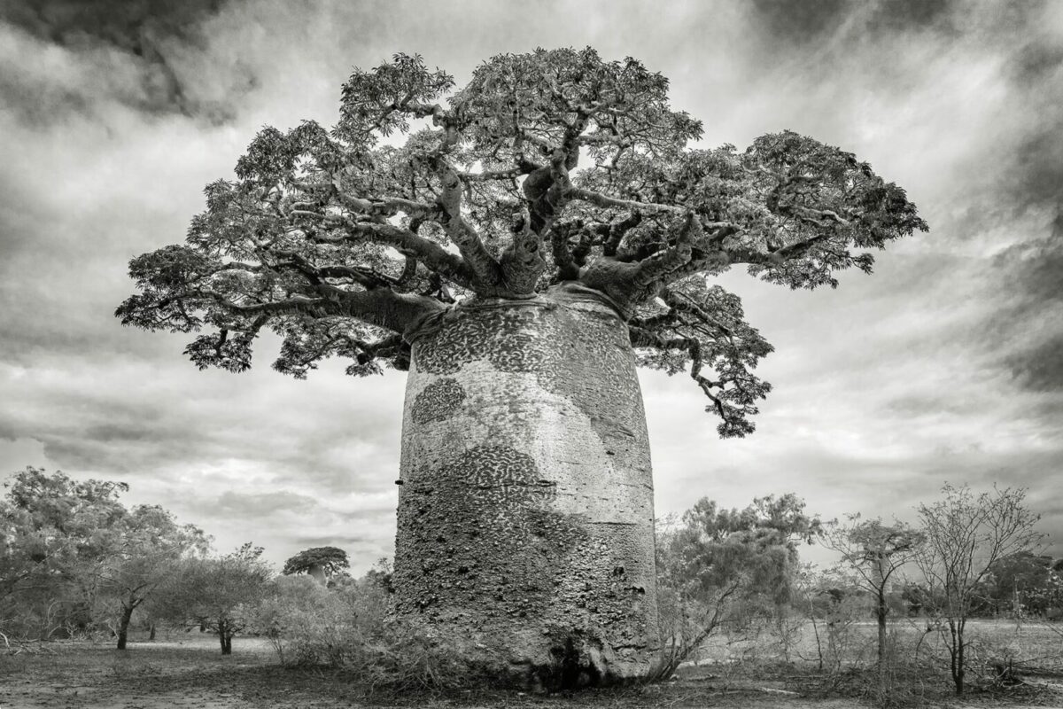 Ancient Baobabs A Stunning Photography Series Of Baobabs By Beth Moon 8