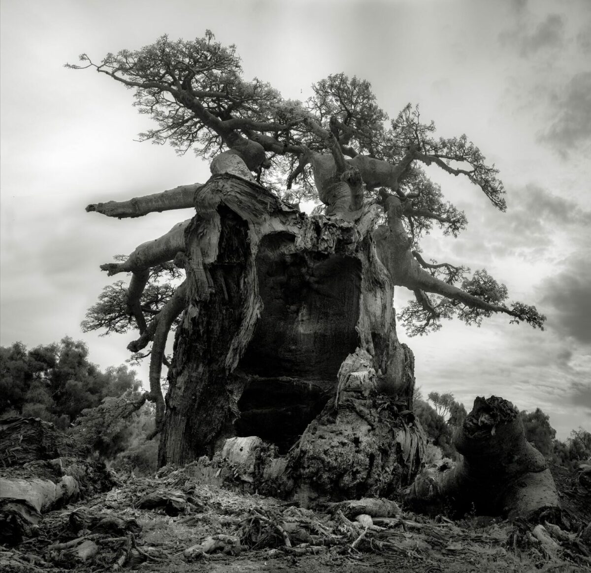 Ancient Baobabs A Stunning Photography Series Of Baobabs By Beth Moon 9