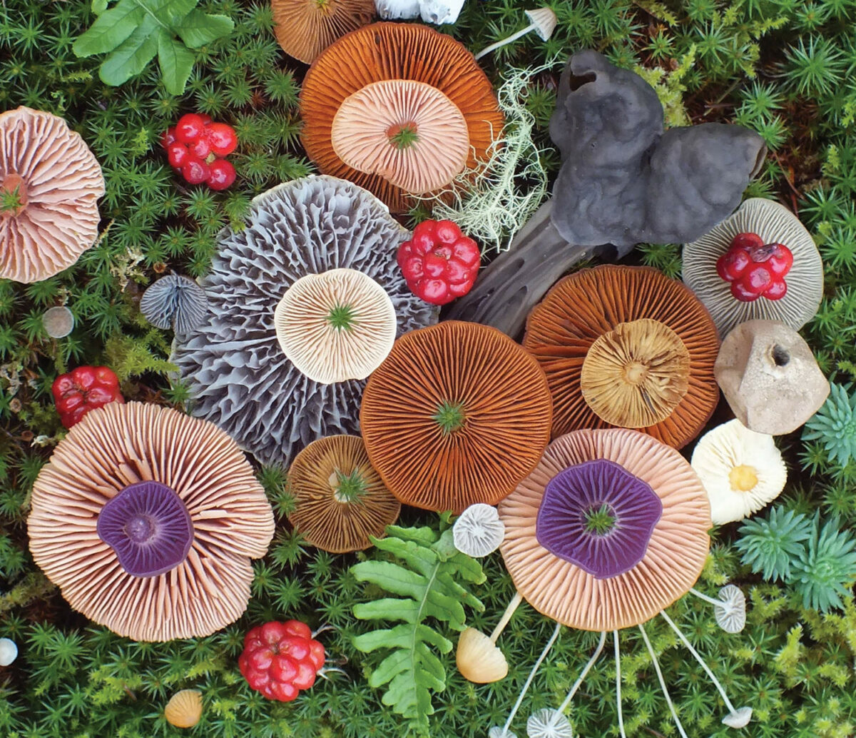 Colorful Arrangements Made Of Mushrooms By Jill Bliss 12