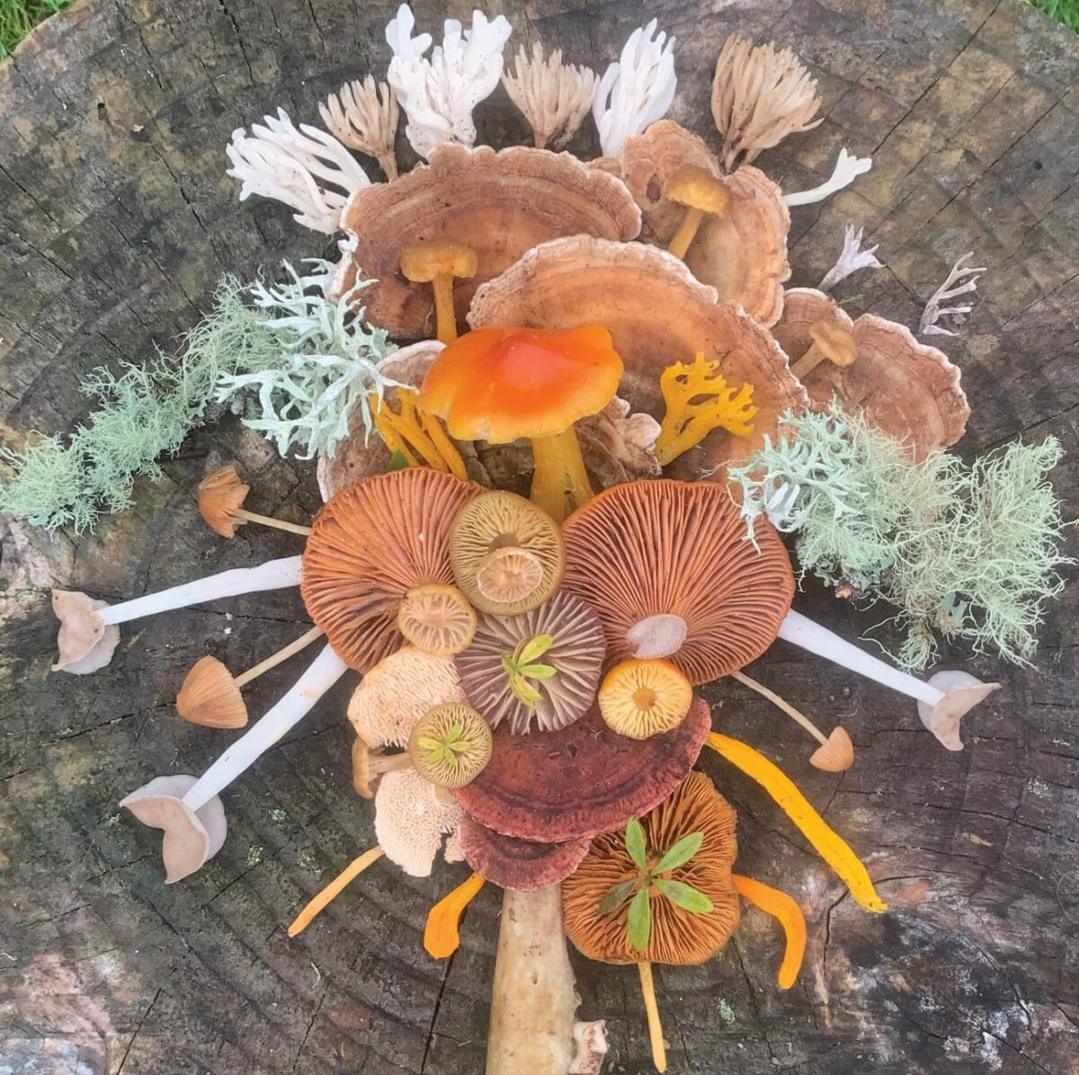 Colorful Arrangements Made Of Mushrooms By Jill Bliss 3